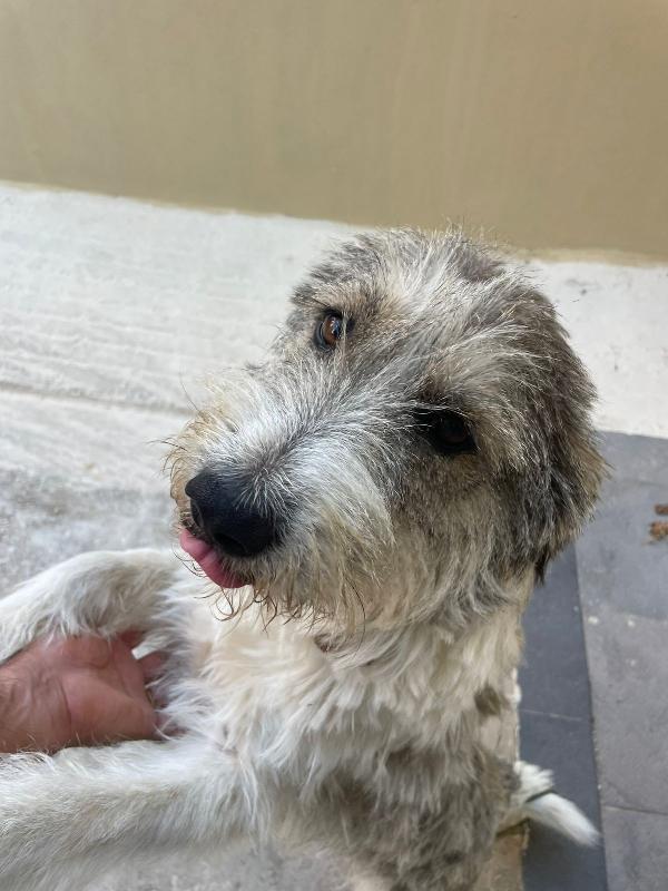 Misty, una giocherellona spettinata Foto 5